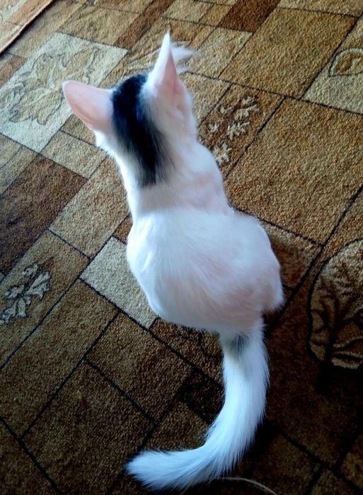 Срочно віддаємо котят в хороші руки