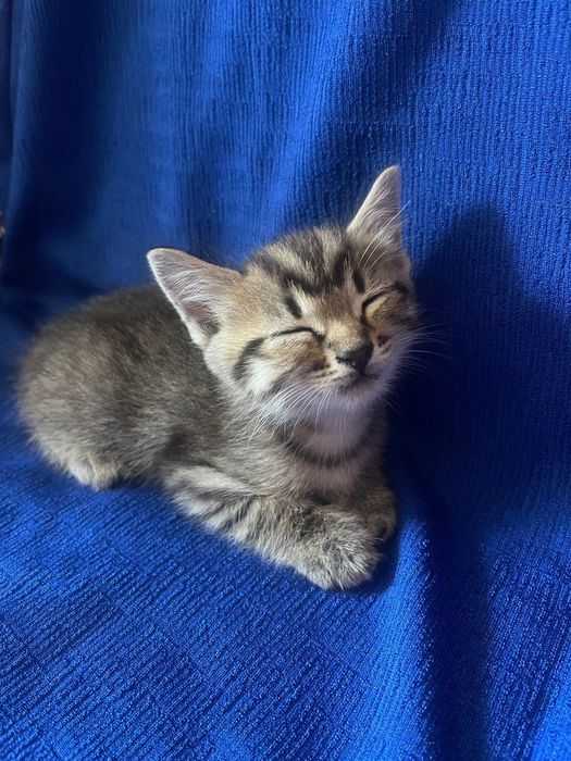Тигрові кошенята