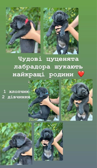 Лабрадори дівчатка та хлопчик