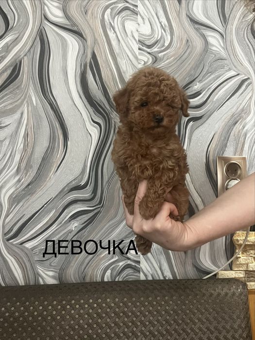 Той пудель. Милые крошки