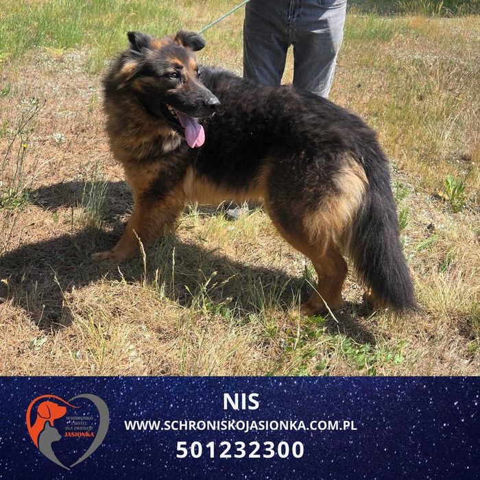 owczarek niemiecki mix NIS - Schronisko Jasionka