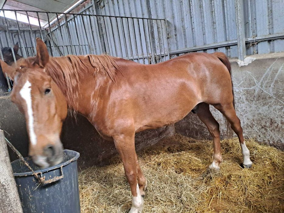 Passeio e batismo a cavalo
