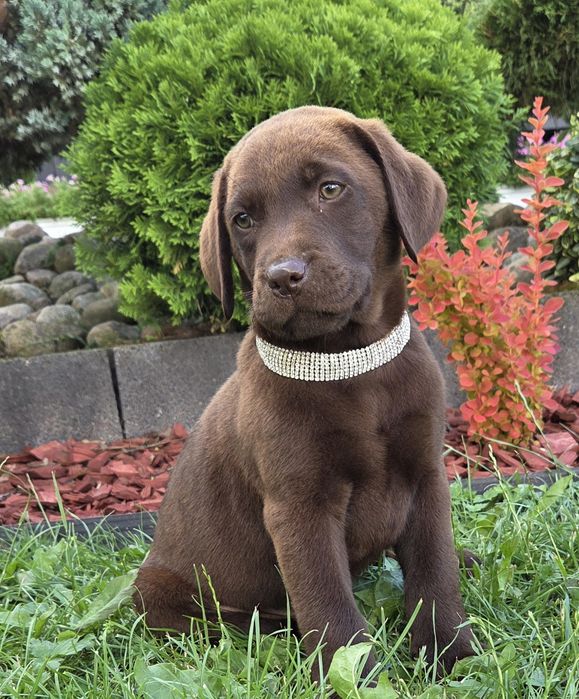Labrador Retriever Sunia