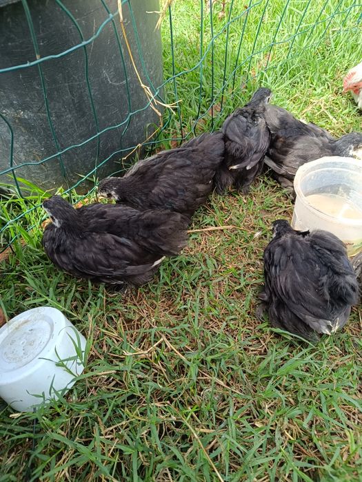 Pekins black e black mottled
