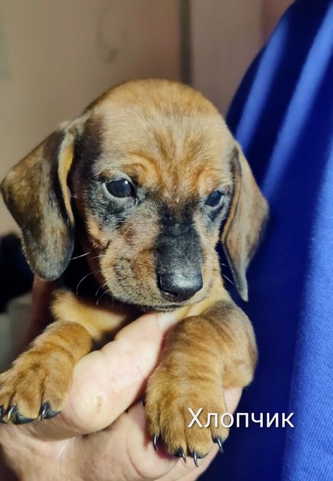 Грайливі тигрові цуценята такси