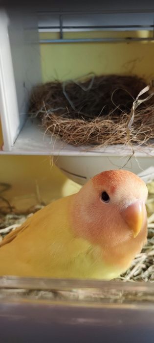 Agapornis criados a mão 2026