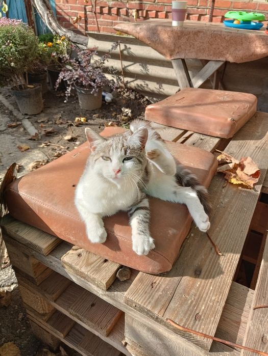 котик/кішечка /киця
