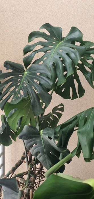 Monstera ou costela de Adão planta