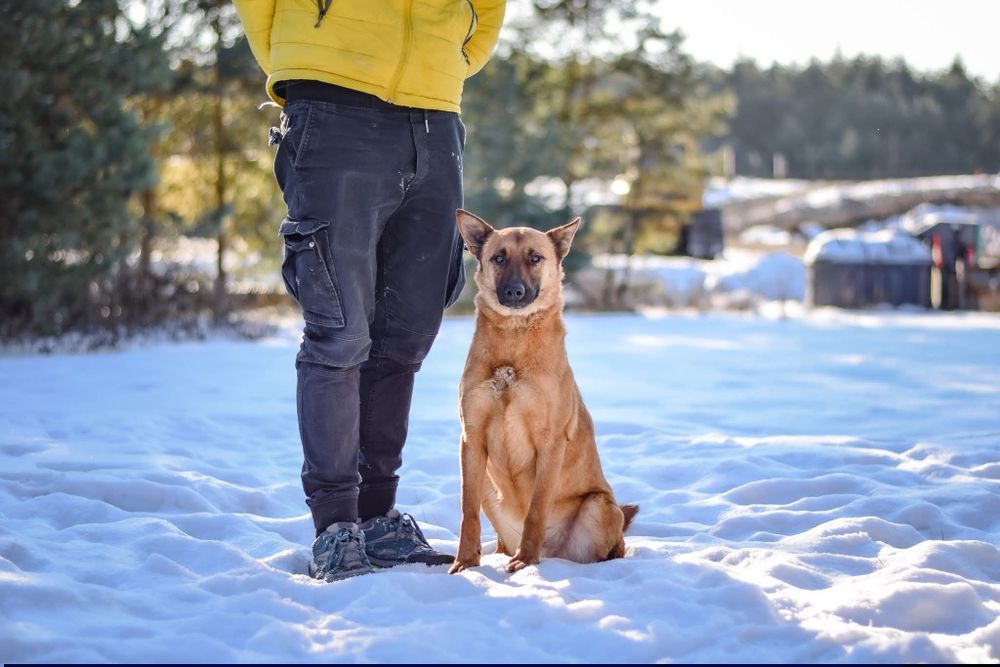 Ziomuś kochany psiak do adopcji