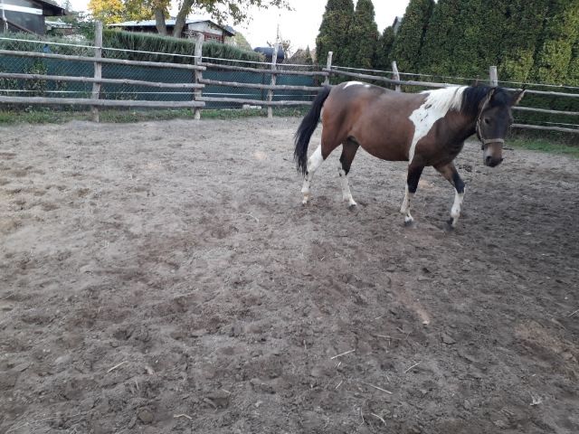 Klaczka huculska srokata