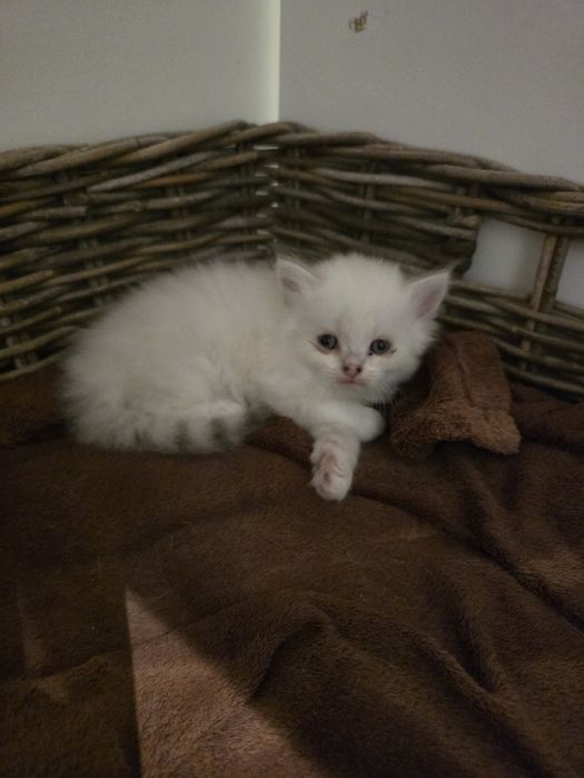 Scottish fold-straight