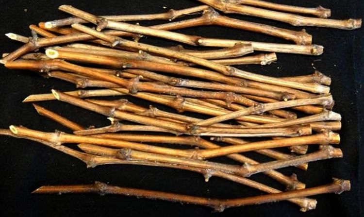 Живці (черенки, чубуки) винограду