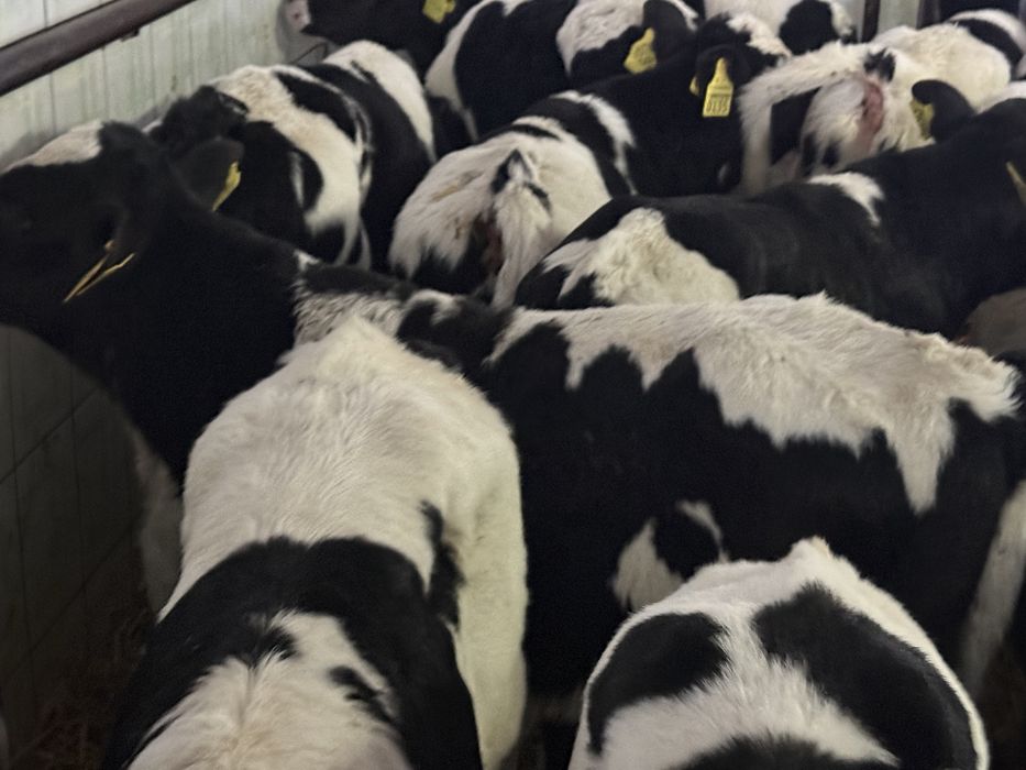 Cielaki odsadki byczki i jałóweczki