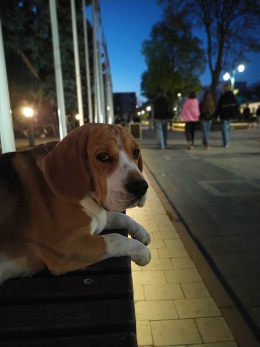 Бігль в'язка! Київ,Хмельницький ,Чернівці , Кам'янець Подільський