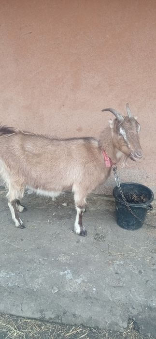 Продам козу вже погуляну