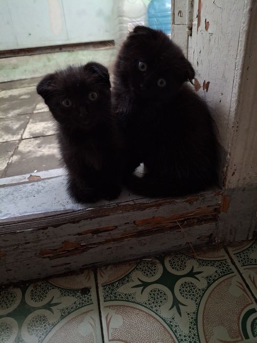 Черные вислоухие котята