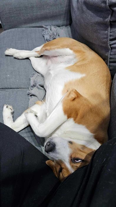 Myszka do adopcji