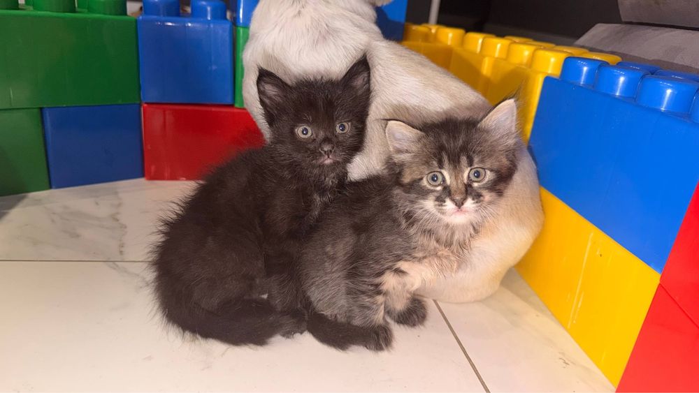 Котик Мейн-кун.