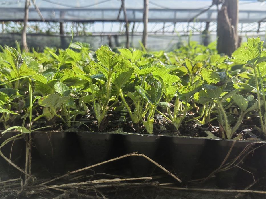 Продам саджанці полуниці