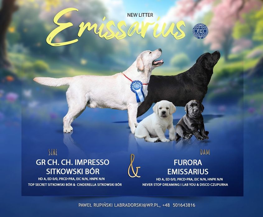 Labrador Retriever suczka