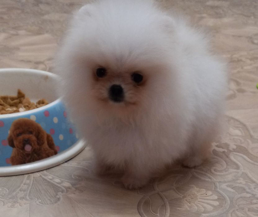 Детки конфетки, Девочки и мальчики.