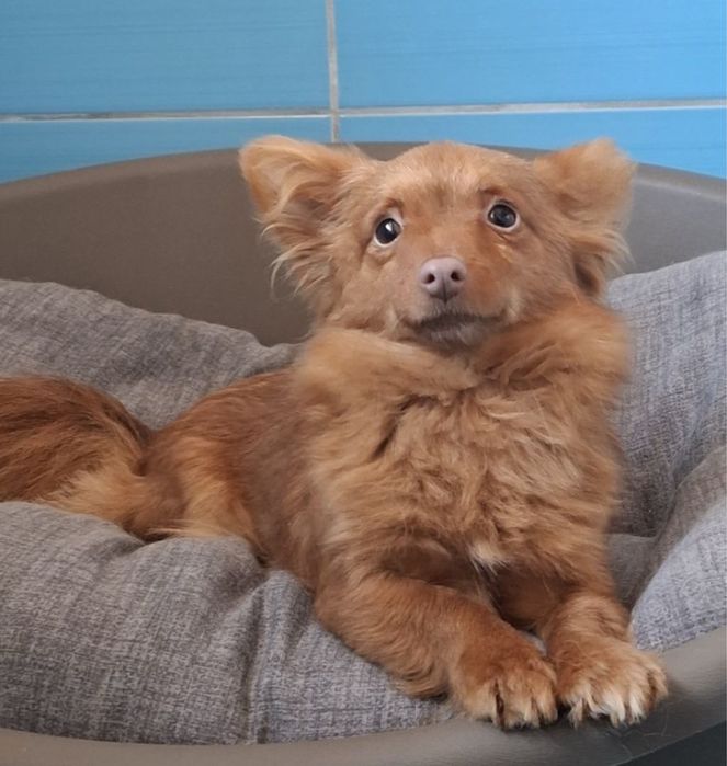 Lisa szuka domu mikro sunia