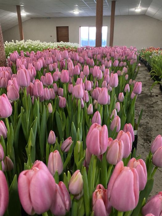 Тюльпани опт/роздріб