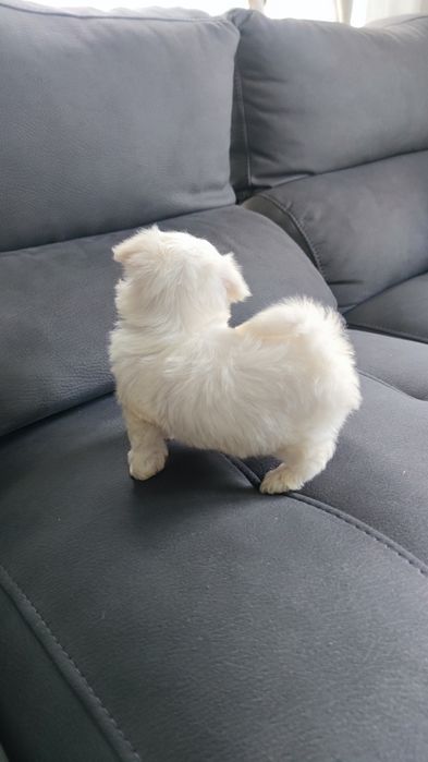 Bichon Maltês macho disponível