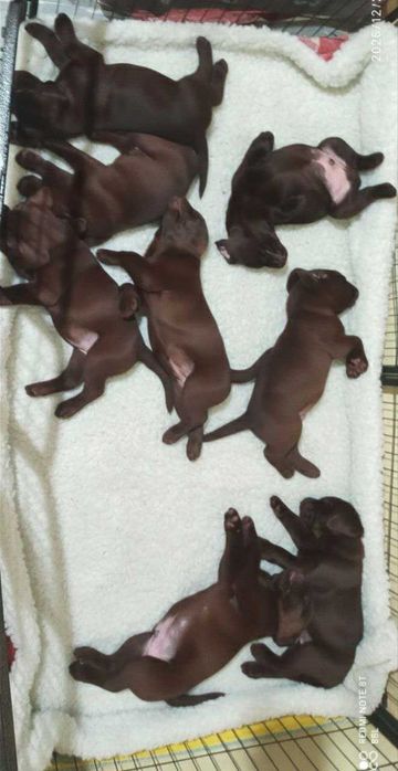 Шоколадні лабрадори з документами КСУ-FCI