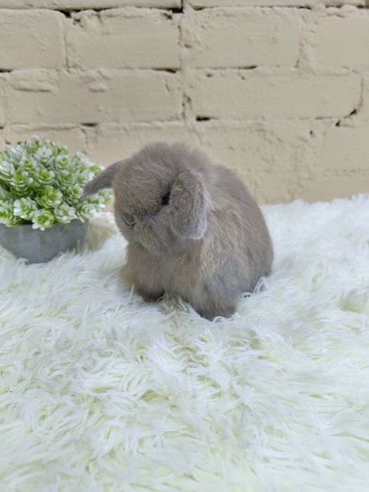 Piękne króliczki Karzełek Teddy i Mini Lop. Wolne maluszki.