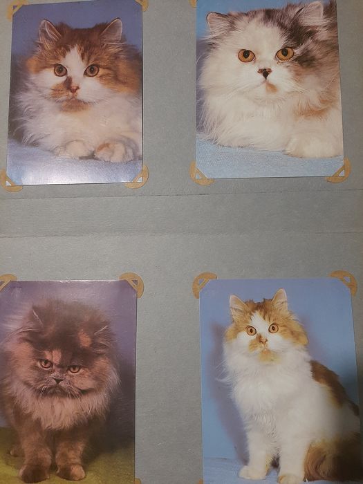 Коллекции открыток котов