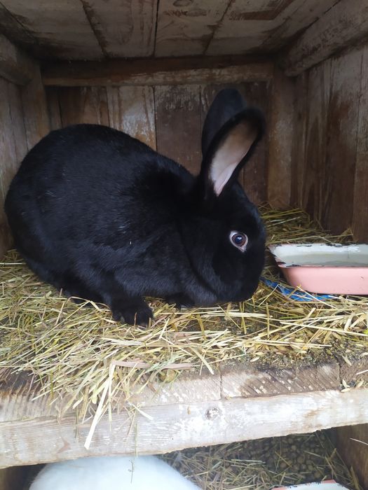 Кролики Новозеландський