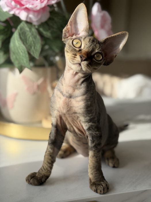 Koteczka Devon Rex