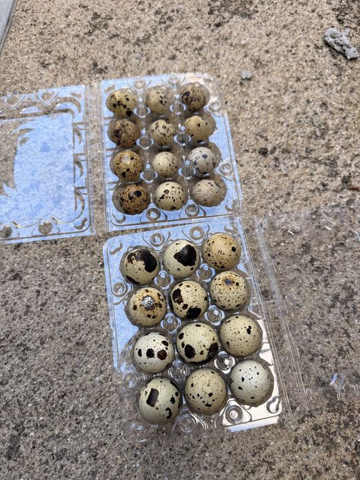 Ovos de codorniz