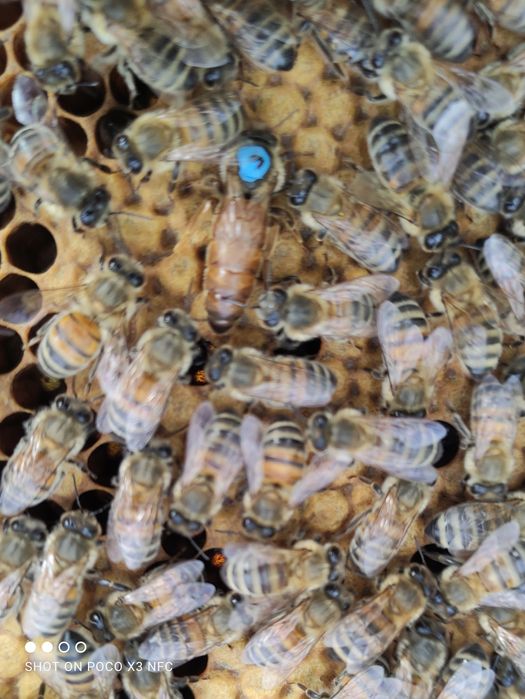 плідні матки , бакфаст , бджоли , неплідні , пакети, карніка, карпатка