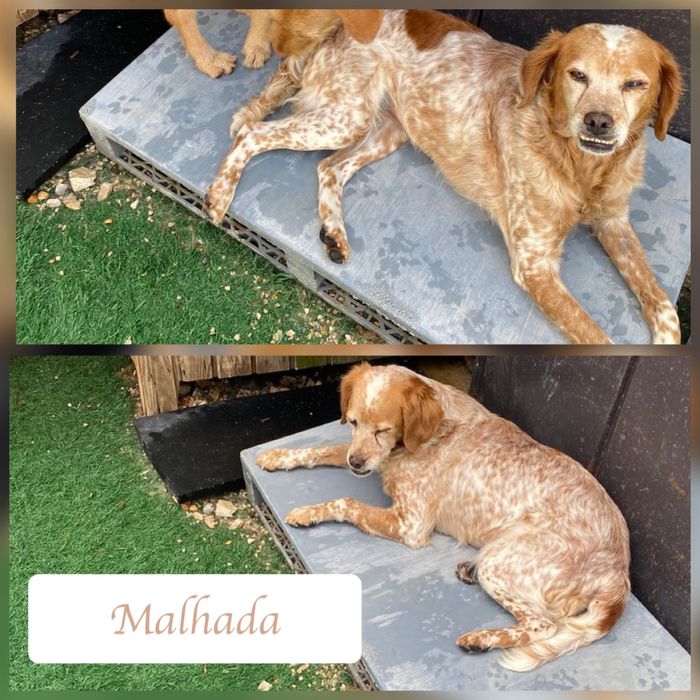 Cadela muito meiga para adoção responsável