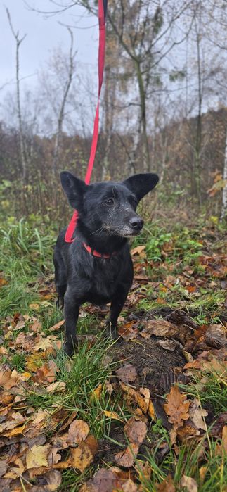 7kg sunia do adopcji