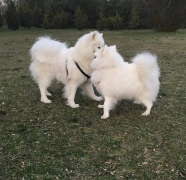 Małe Pieski Samoyed