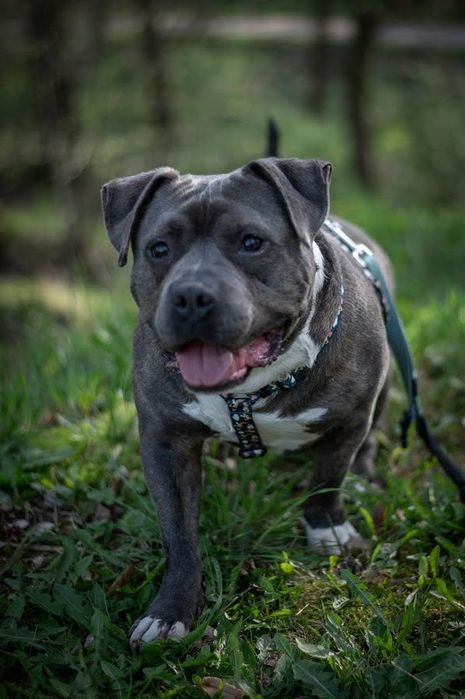 Fajny i przyjazny pies w typie American Bully dla miłośnika rasy. Oddany, łagodny i mądry - szuka domu bez innych zwierząt i małych dzieci.Cudo pies