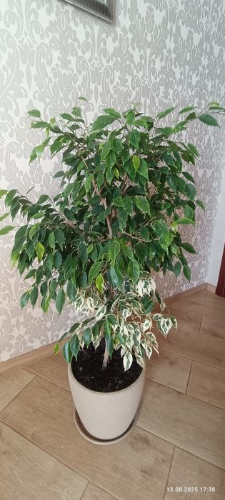 Фікус Бенджаміна