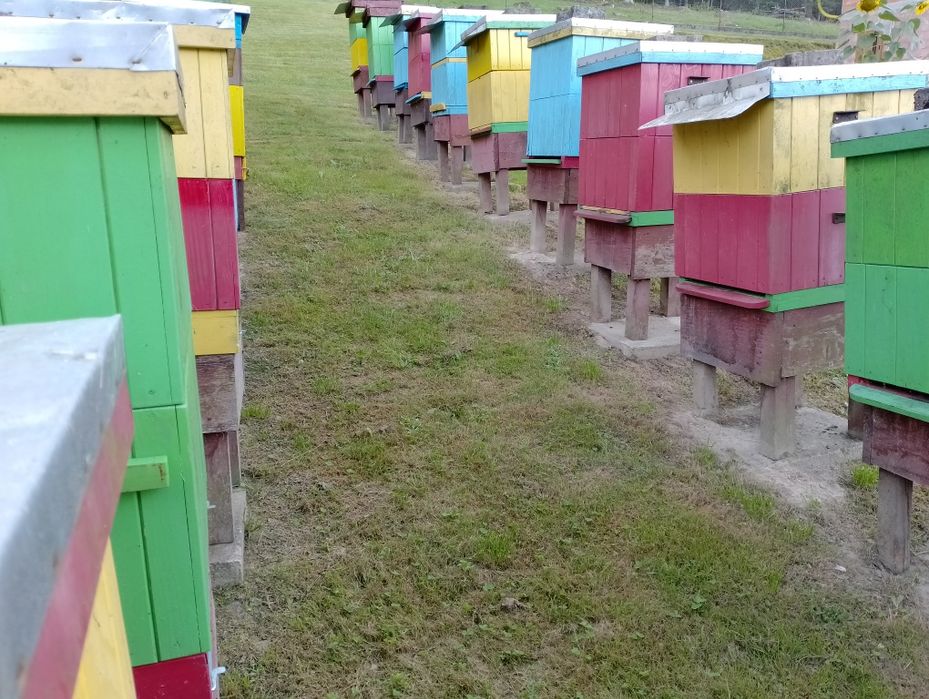 Ule, pszczoły,miód,pasieka,wosk,węza,pszczelarstwo,ramki,wielkopolskie