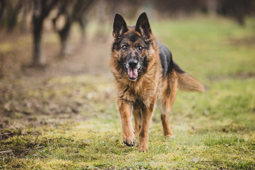 Szarik - pies w typie owczarka niemieckiego do adopcji!