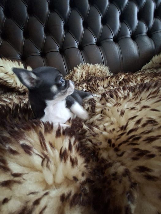 Chihuahua maleńka