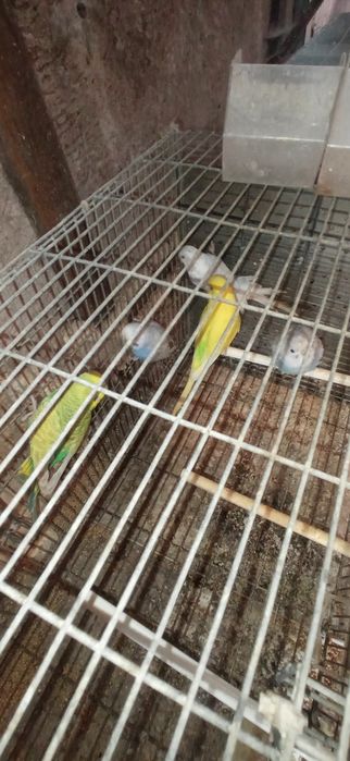 Periquitos Machos e Fêmeas