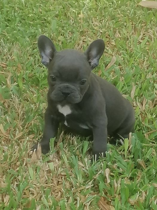Buldog francês blue