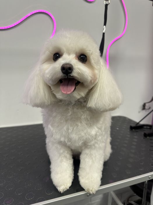 Грумінг Грумер Аліна Стрижка собак та котів Грумер Вишгород