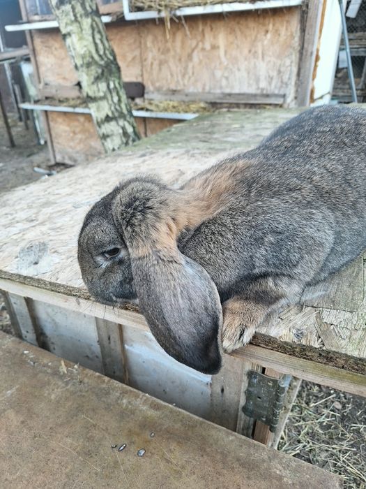 Samica baran francuski 10 miesięcy