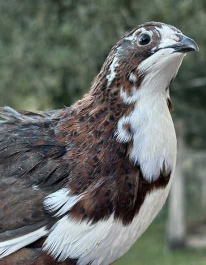 Ovos Galados e Codornizes de Várias Cores, Celadon