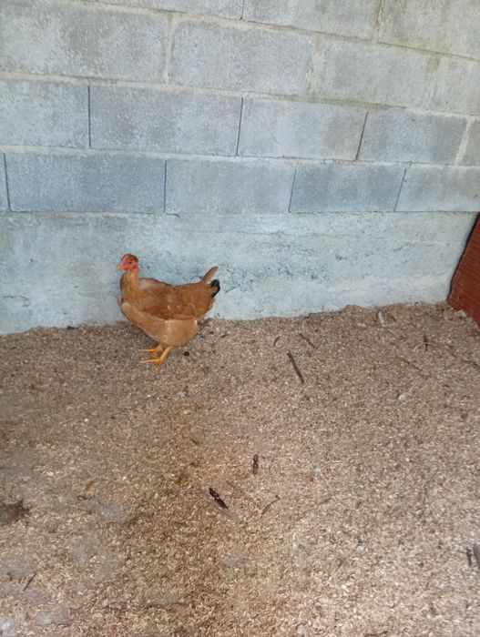 2 frangas caseiras a começar a pôr ovos .