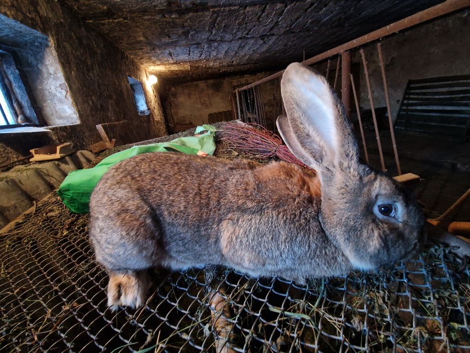 Króliki belgijskie